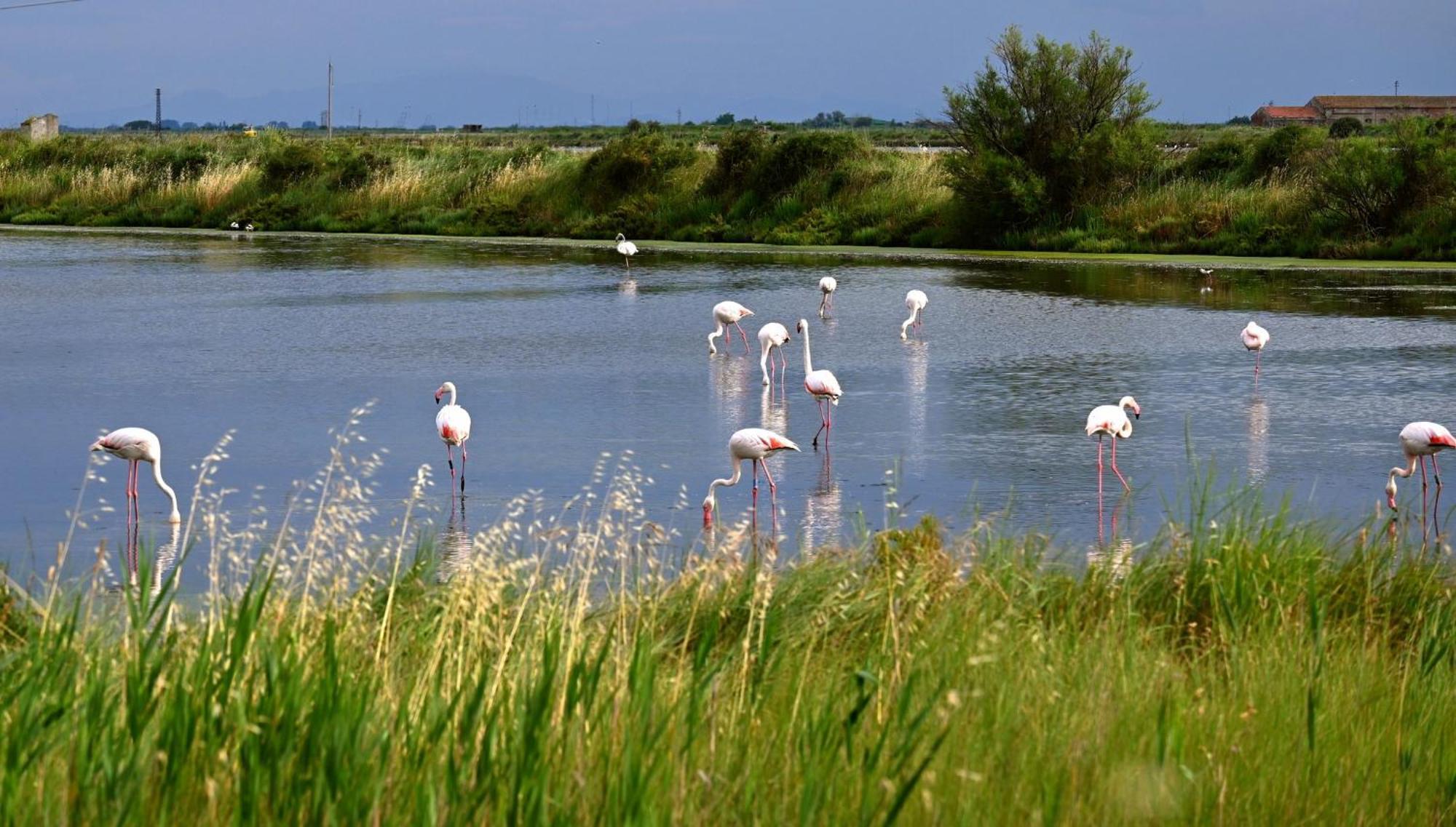 Appartamenti Nonna Rosa Taglio di Po Esterno foto